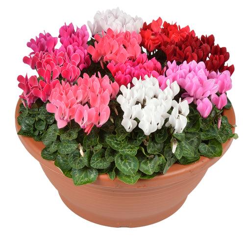 Cyclamen F1 Verano Mix Flower Seeds