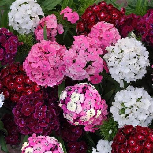 Dianthus Dash Mix Flower Seeds