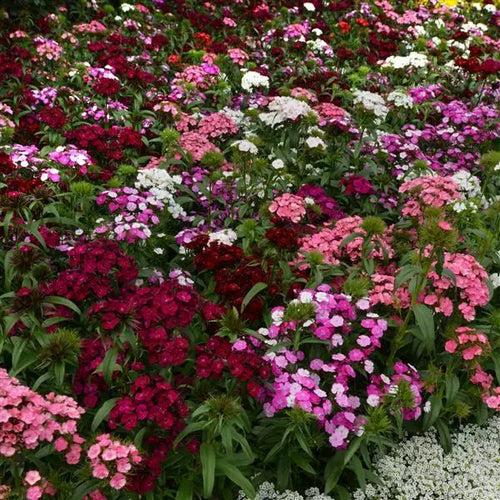 Dianthus Dash Mix Flower Seeds