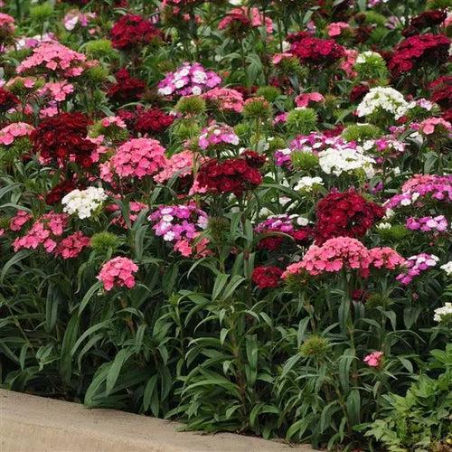 Dianthus Dash Mix Flower Seeds