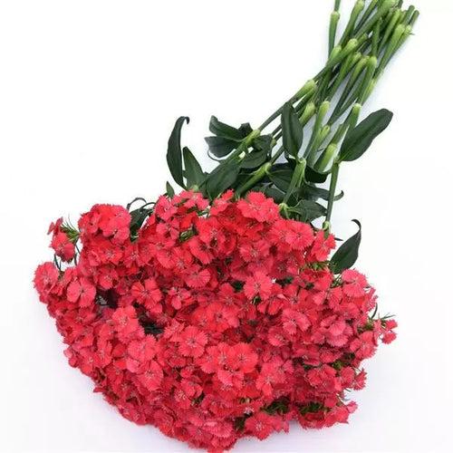 Dianthus Sweet Coral Flower Seeds