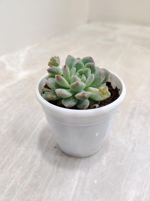 Echeveria Prolifica Succulent Plant