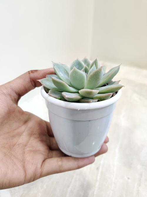 Echeveria Tolucensis Succulent