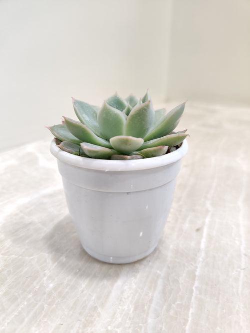 Echeveria Tolucensis Succulent