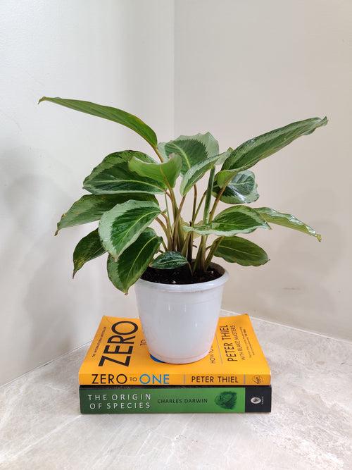 Calathea JF Macbr Plant