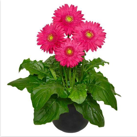 Gerbera Sundayz Maxi Deep Rose Flower Seeds