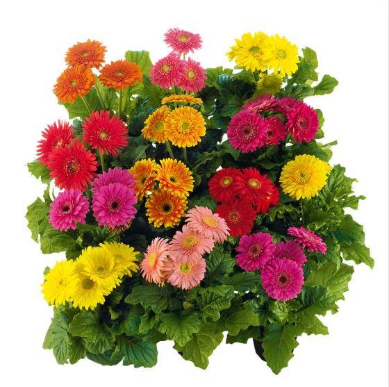 Gerbera Sundayz Maxi Mix Flower Seeds