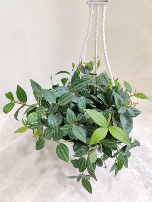 Peperomia Angulata Hanging Plant