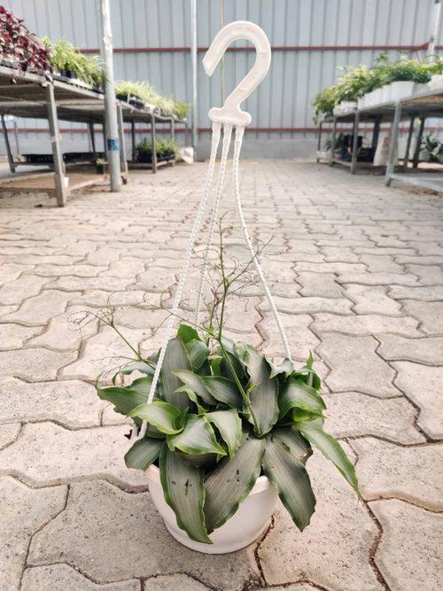 Tradescantia Silver Hanging Basket