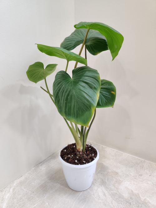 Homalomena Green Plant