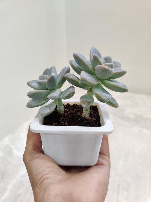 Pachyveria 'Opalina' Small Succulent Plant