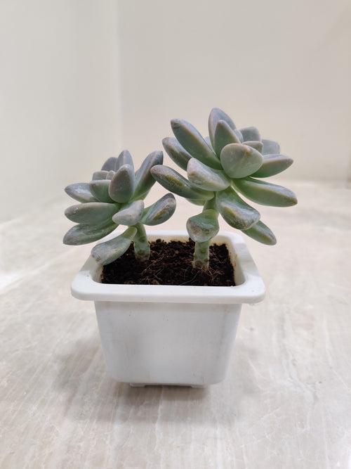 Pachyveria 'Opalina' Small Succulent Plant