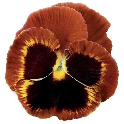 Pansy Colossus Fire Surprise Flower seeds