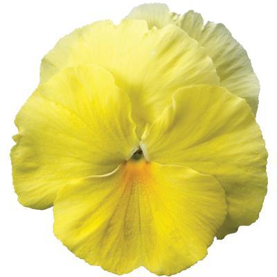 Pansy Colossus Lemon Shades Flower seeds