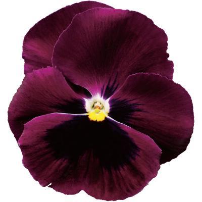 Pansy Colossus Rose with Blotch Flower seeds