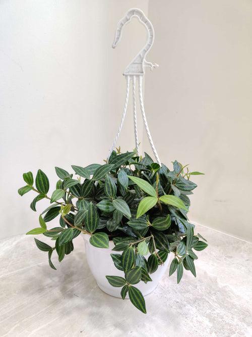 Peperomia Angulata Hanging Plant