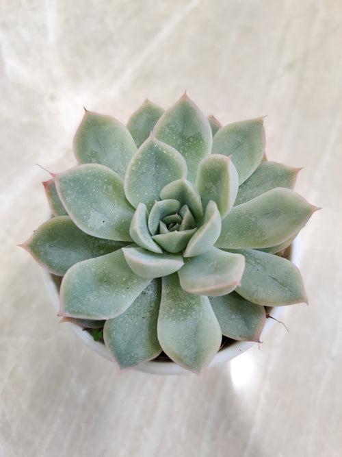 Echeveria Tolucensis Succulent