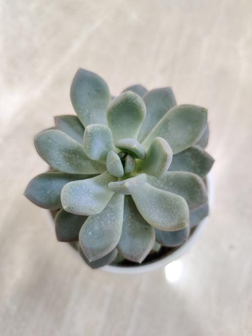 Pachyveria Scheideckeri 'Albocarinata' Succulent Plant