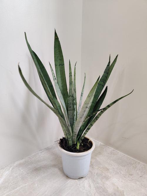 Silver Princess Snake Plant