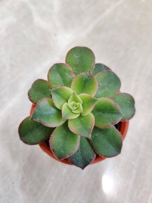 Aeonium Kiwi Small Succulent Plant