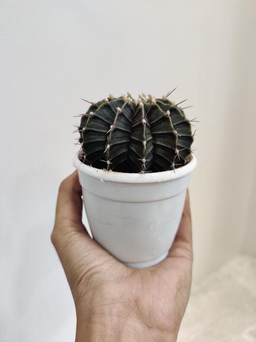 Gymnocalycium Mihanovichii Black Cactus