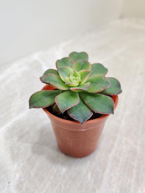 Aeonium Kiwi Small Succulent Plant