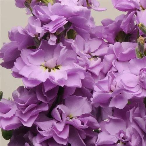 Stock Katz Lavender Blue Flower Seeds