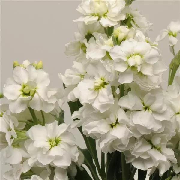 Stock Katz White Flower Seeds