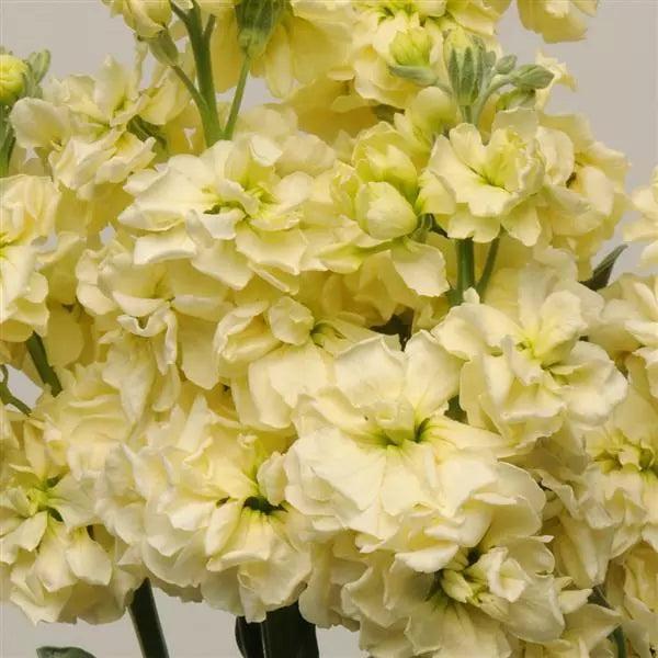 Stock Katz Yellow Flower Seeds