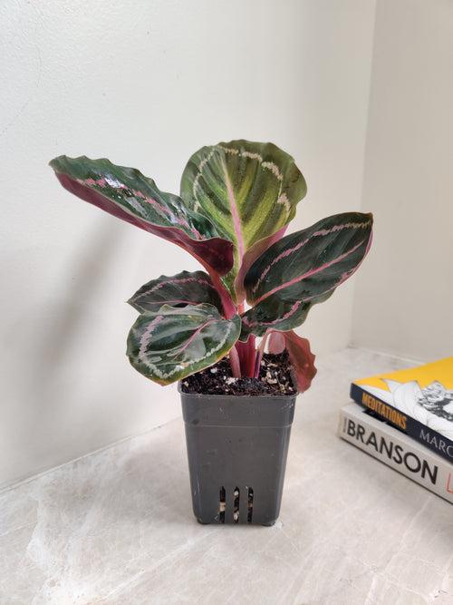 Calathea Roseopicta Illustris Plant Small