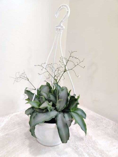 Tradescantia Silver Hanging Basket