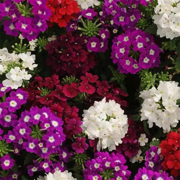 Verbena Quartz Merlot Mix Flower Seeds