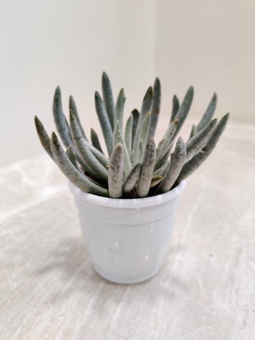 Senecio Scaposus Succulent