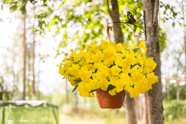 Viola Highflyer Yellow Flower Seeds