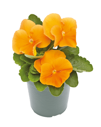 Viola Inspire Plus Orange Flower Seeds