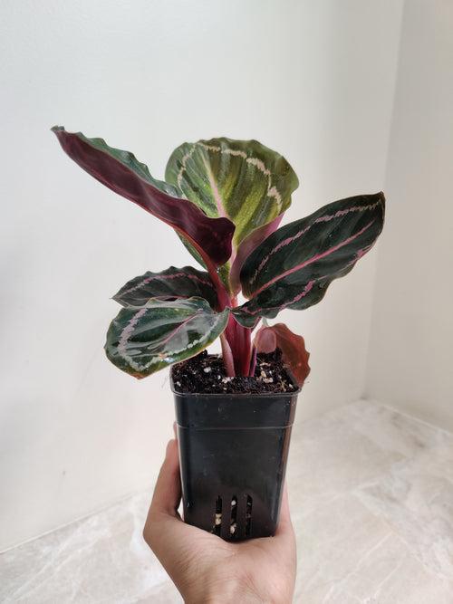 Calathea Roseopicta Illustris Plant Small