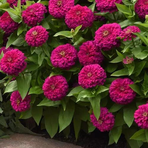 Zinnia Zesty Fuchsia Flower Seeds