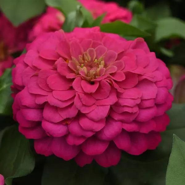 Zinnia Zesty Pink Flower Seeds