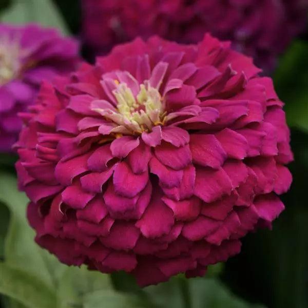 Zinnia Zesty Purple Flower Seeds