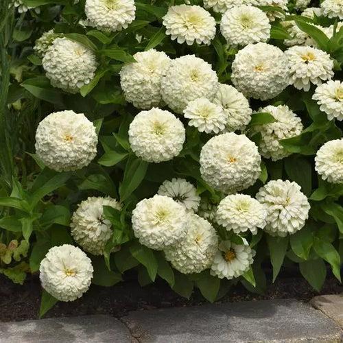 Zinnia Zesty White Flower Seeds