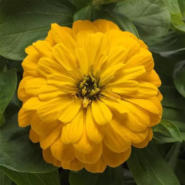 Zinnia Zesty Yellow Flower Seeds