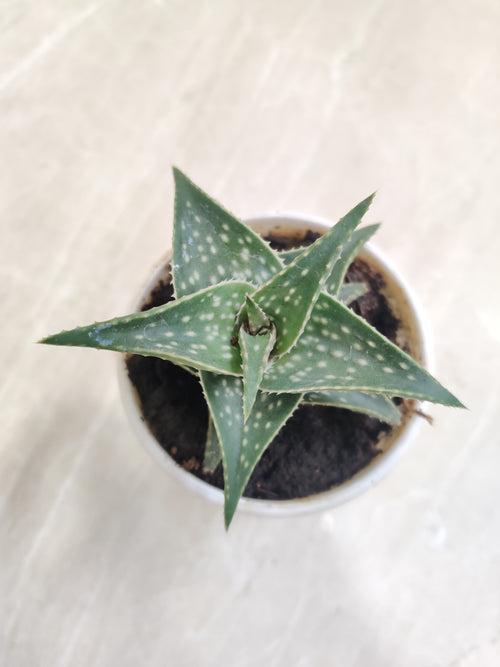 Aloe Firebird  Succulent Plant