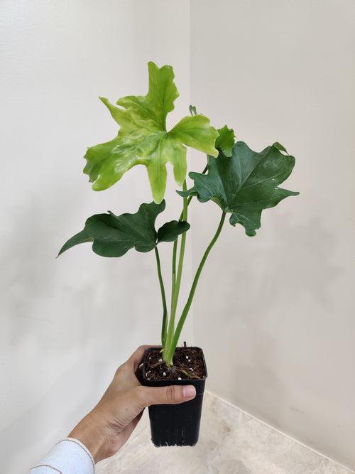 Philodendron Plant Lickety Split