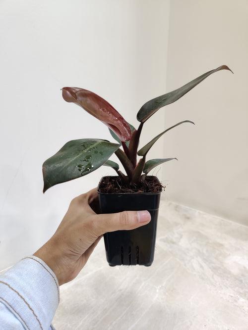 Philodendron Black Cardinal Plant (Small)