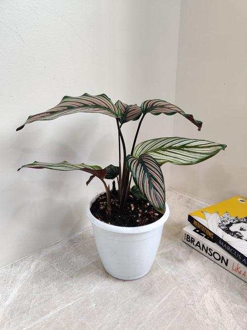 Calathea Majestica White Star Plant