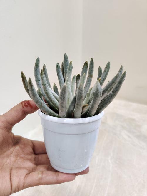 Senecio Scaposus Succulent