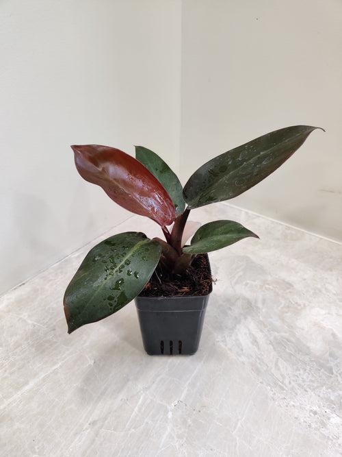 Philodendron Black Cardinal Plant (Small)