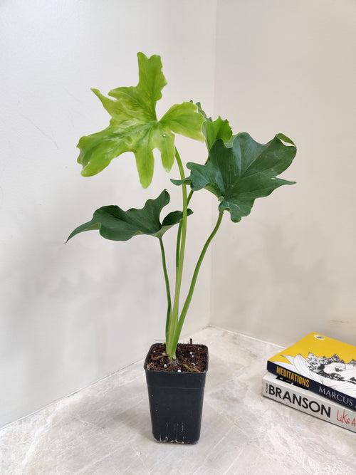 Philodendron Plant Lickety Split