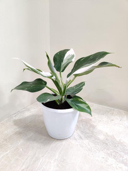 Philodendron White Princess Plant