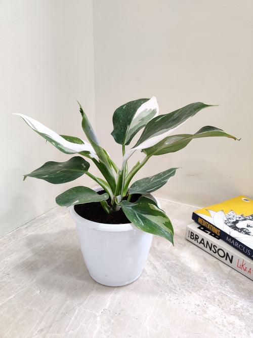 Philodendron White Princess Plant